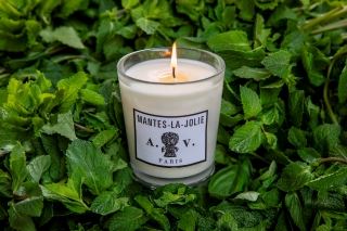 The fresh and nice mint of Mantes-la-Jolie in a candle.
